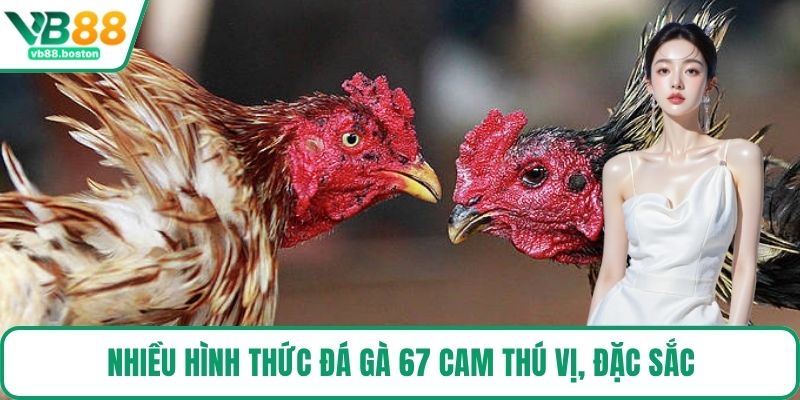 Nhiều hình thức Đá Gà 67 Cam thú vị, đặc sắc